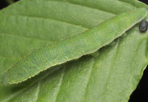 Gonepteryx rhamni caterpillar · citrinukas, vikšras