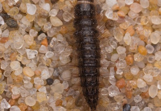 Dermestes larva · kailiavabalio lerva