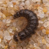 Dermestes larva · kailiavabalio lerva