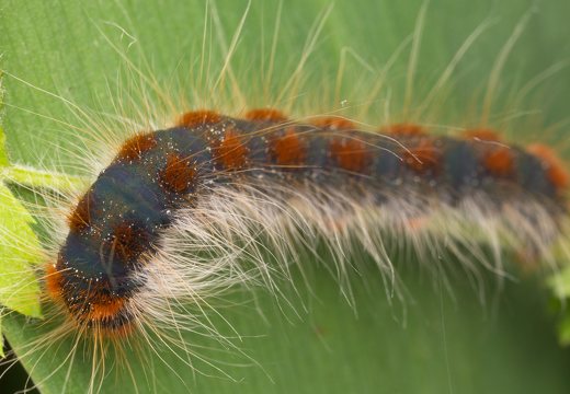 Eriogaster lanestris caterpillar · pūkapilvis verpikas, vikšras