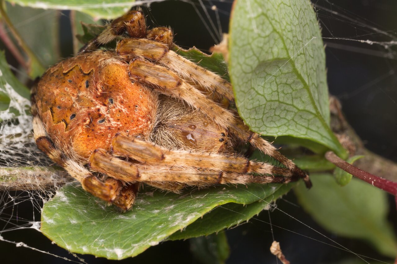 Araneus angulatus · kauburiuotasis kryžiuotis