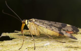Mecoptera · skorpionmusės