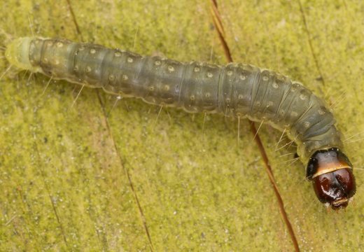 Archips podana caterpillar · visaėdis archipsas, vikšras