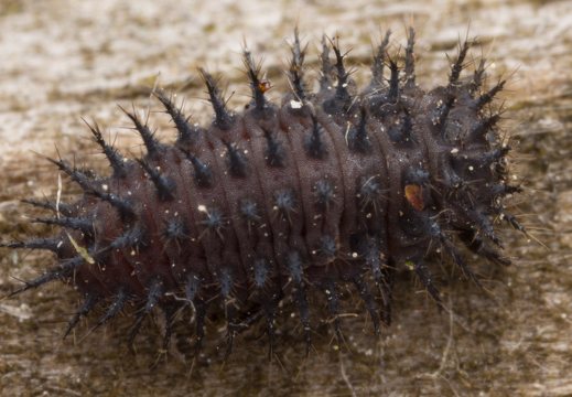 Chilocorus renipustulatus larva · juodbruvėlė boružė, lerva