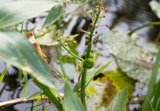 Sagittaria sagittifolia · strėlialapė papliauška