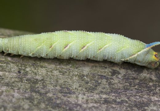 Smerinthus ocellatus caterpillar · akiuotasis sfinksas, vikšras