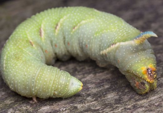 Smerinthus ocellatus caterpillar · akiuotasis sfinksas, vikšras