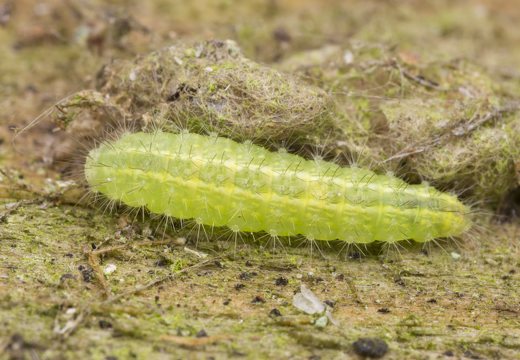 Emmelina monodactyla caterpillar · vijoklinis pirštasparnis, vikšras