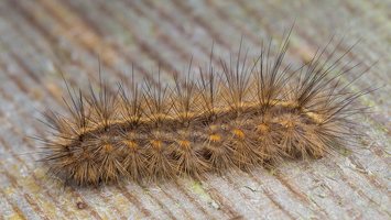 Phragmatobia fuliginosa caterpillar · rudoji meškutė, vikšras