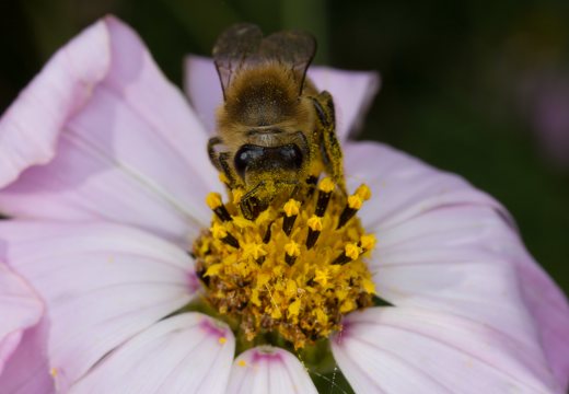 Apis mellifera · vakarinė medunešė bitė