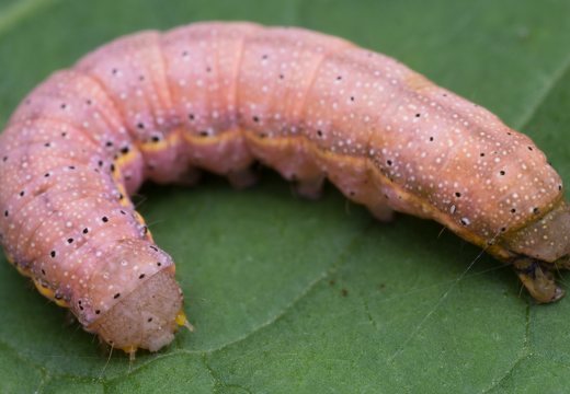 Lacanobia oleracea caterpillar · daržinis pelėdgalvis, vikšras