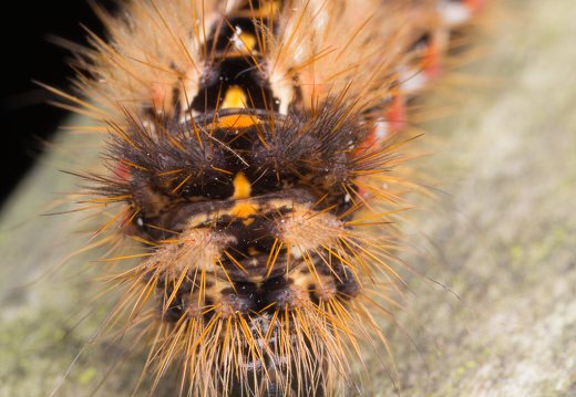 Acronicta rumicis caterpillar · rūgštyninis strėlinukas, vikšras