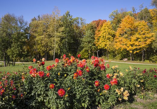 botanikos sodas · jurginai rudenį