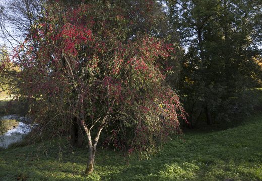 botanikos sodas · ožekšnis rudenį