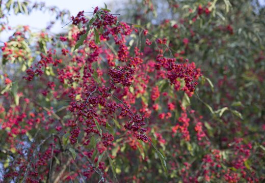 botanikos sodas · ožekšnio vaisiai rudenį