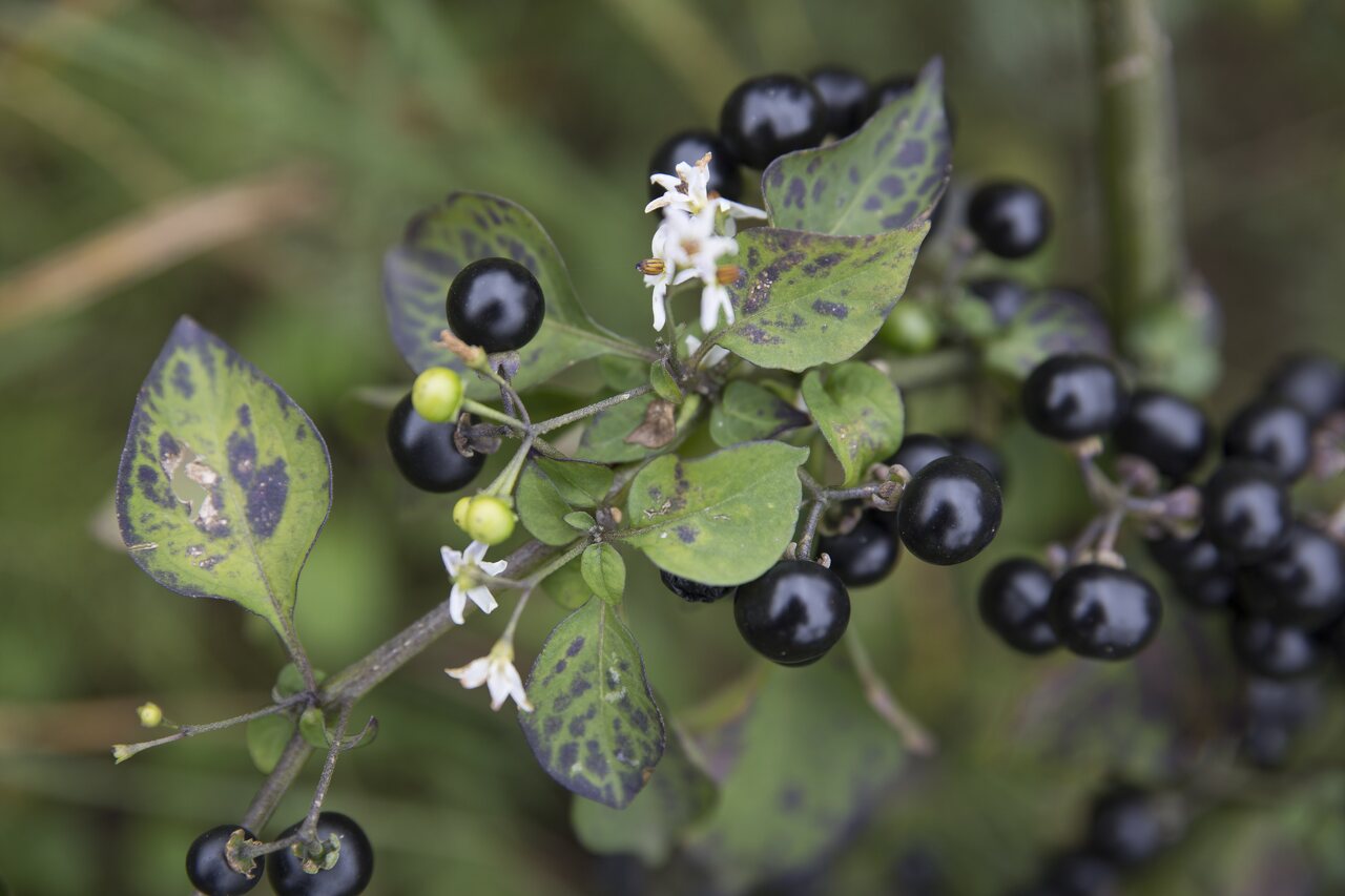 Solanum-retroflexum-6628.jpg
