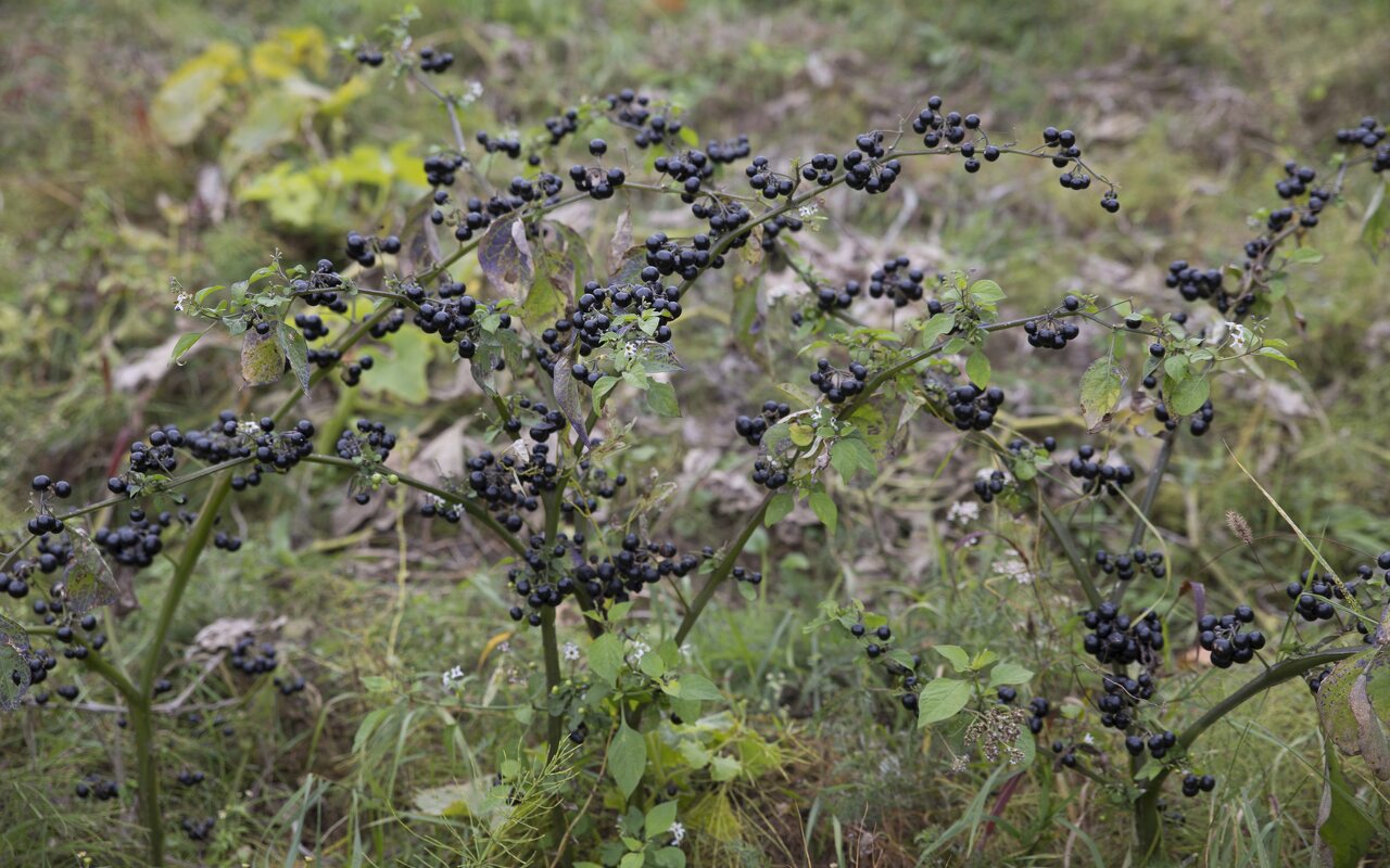 Solanum-retroflexum-6630.jpg