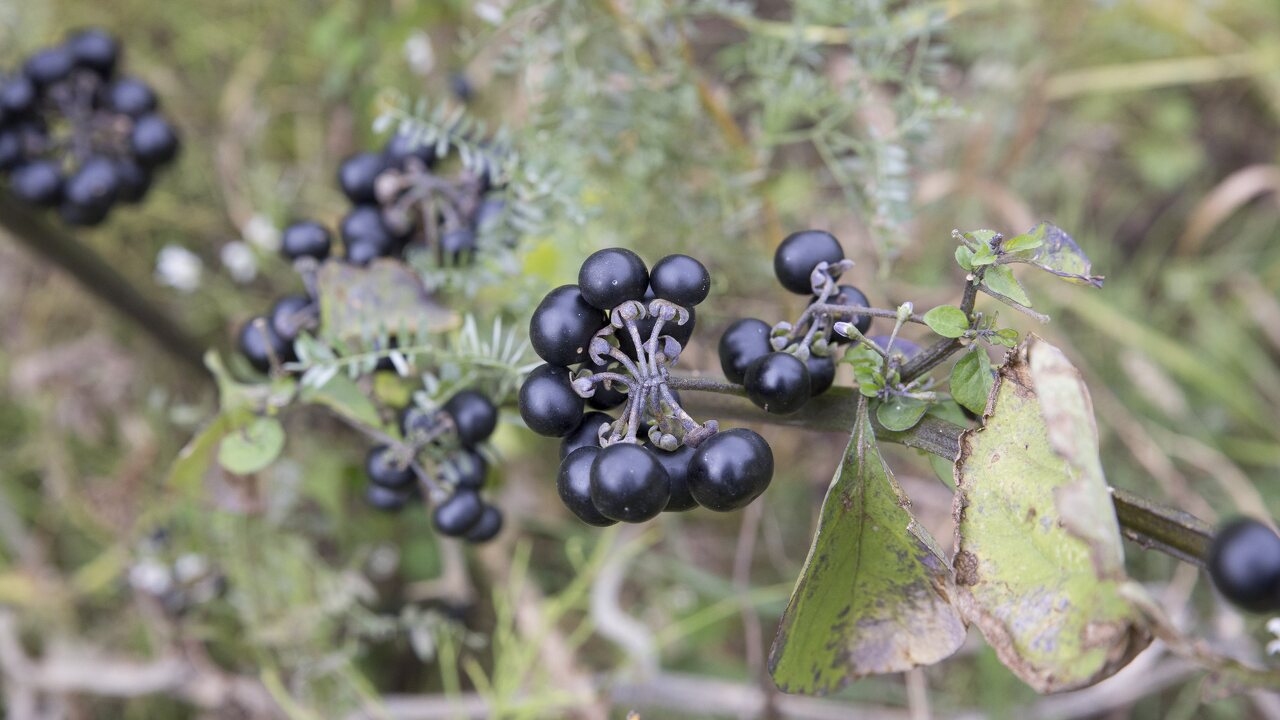 Solanum-retroflexum-6634.jpg
