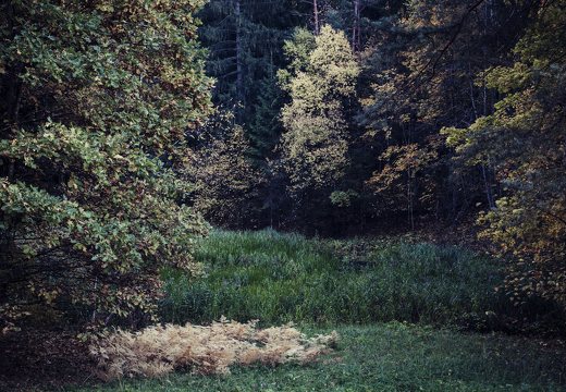 Verkiai · ruduo miške