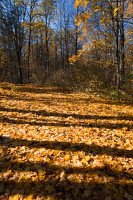 Trakų Vokė · auksiniai lapų kilimai