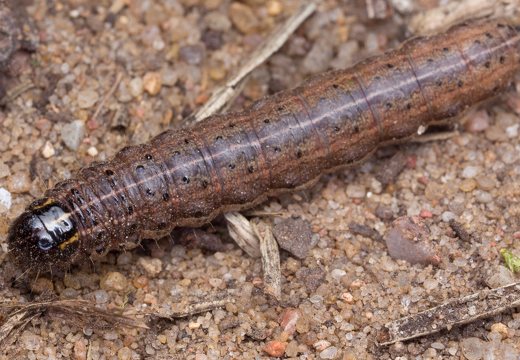 Apamea crenata caterpillar · rudasis pašakninis pelėdgalvis, vikšras