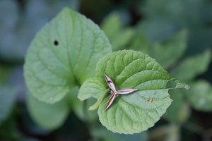 Viola mirabilis · puošnioji našlaitė