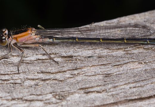 Ischnura elegans female · elegantiškoji strėliukė ♀
