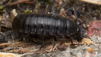 Carabidae larva · žygis, lerva