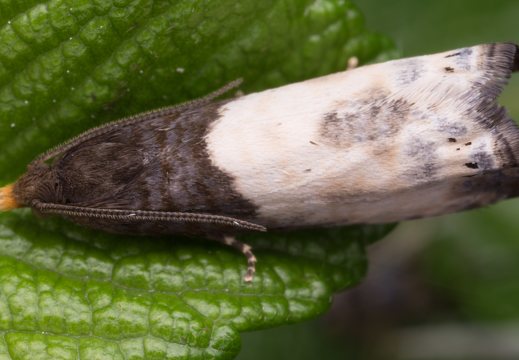 Notocelia cynosbatella · dvispalvė notocelija