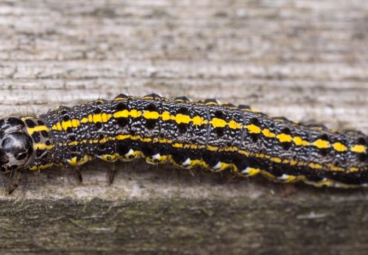 Orthosia miniosa caterpillar · baltasparnis ankstyvasis pelėdgalvis, vikšras