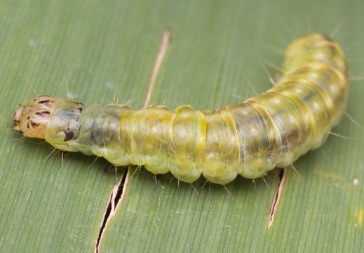 Pandemis cerasana caterpillar · serbentinis pandemis, vikšras