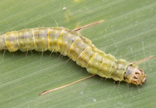 Pandemis cerasana caterpillar · serbentinis pandemis, vikšras