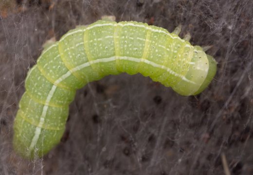 Cosmia trapezina caterpillar · sodinis pelėdgalvis, vikšras