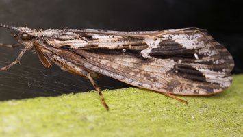 Phryganea grandis female · apsiuva  ♀