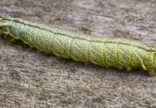 Endromis versicolora caterpillar · keršasparnis verpikas, vikšras