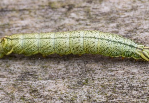 Endromis versicolora caterpillar · keršasparnis verpikas, vikšras