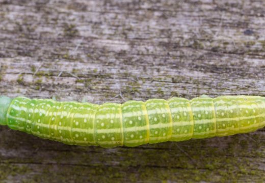 Cosmia pyralina caterpillar · rudasis guobinis pelėdgalvis, vikšras