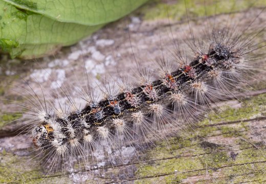 Lymantria dispar caterpillar · neporinis verpikas, vikšras
