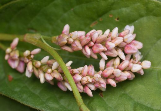 Persicaria maculosa · dėmėtasis rūgtis