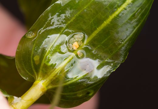 Potamogeton perfoliatus leaf · permautalapė plūdė, lapas