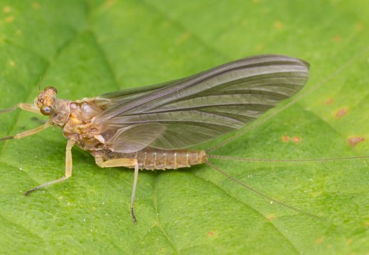 Serratella ignita subimago female · rusvapilvis lašalas ♀