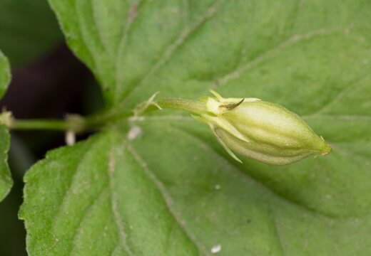 Viola reichenbachiana seed capsule · miškinė našlaitė, dėžutė su sėklomis
