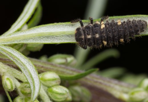 Coccinellidae larva · boružės lerva