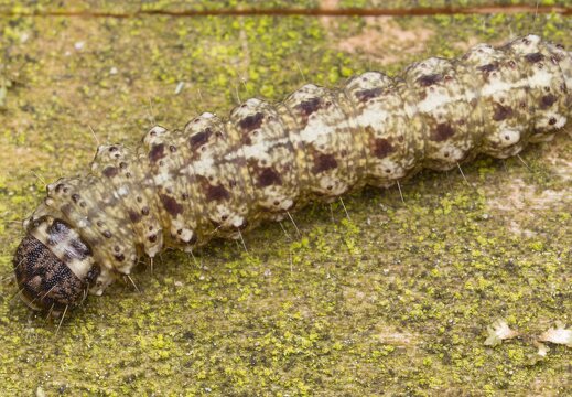 Atethmia centrago caterpillar · vėlyvis, jaunas vikšras