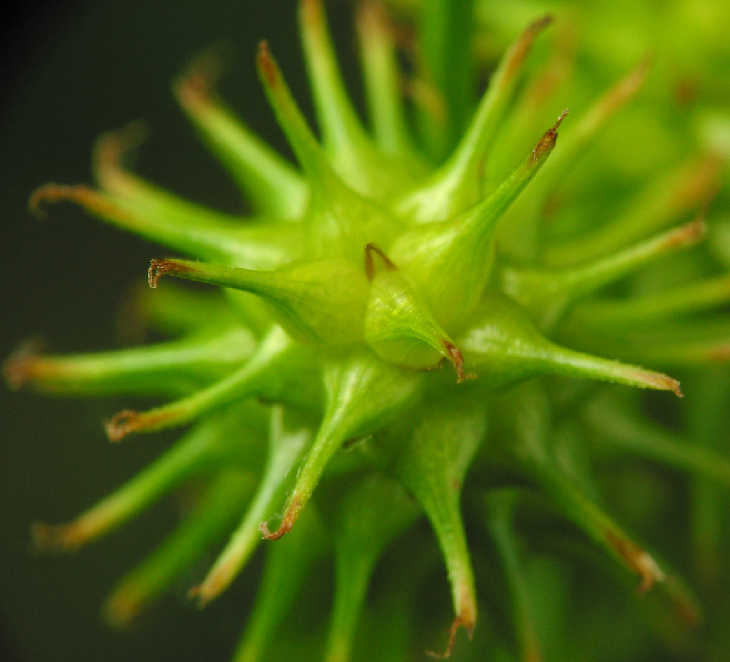Carex-flava-2411.jpg