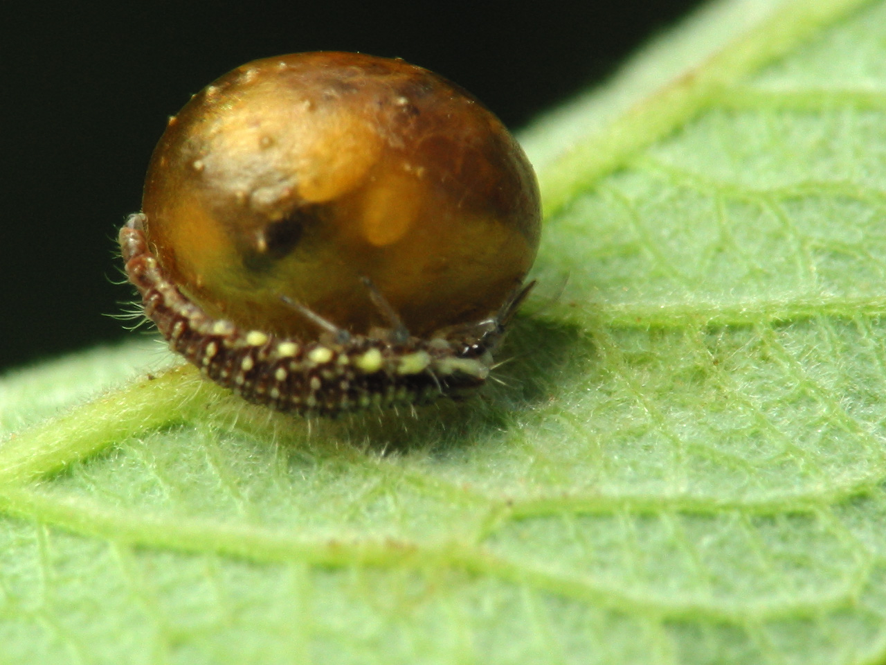 Chrysopidae-larva-2572.jpg