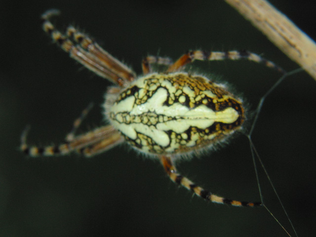 Araneidae-Aculepeira-ceropegia-female-2605.jpg