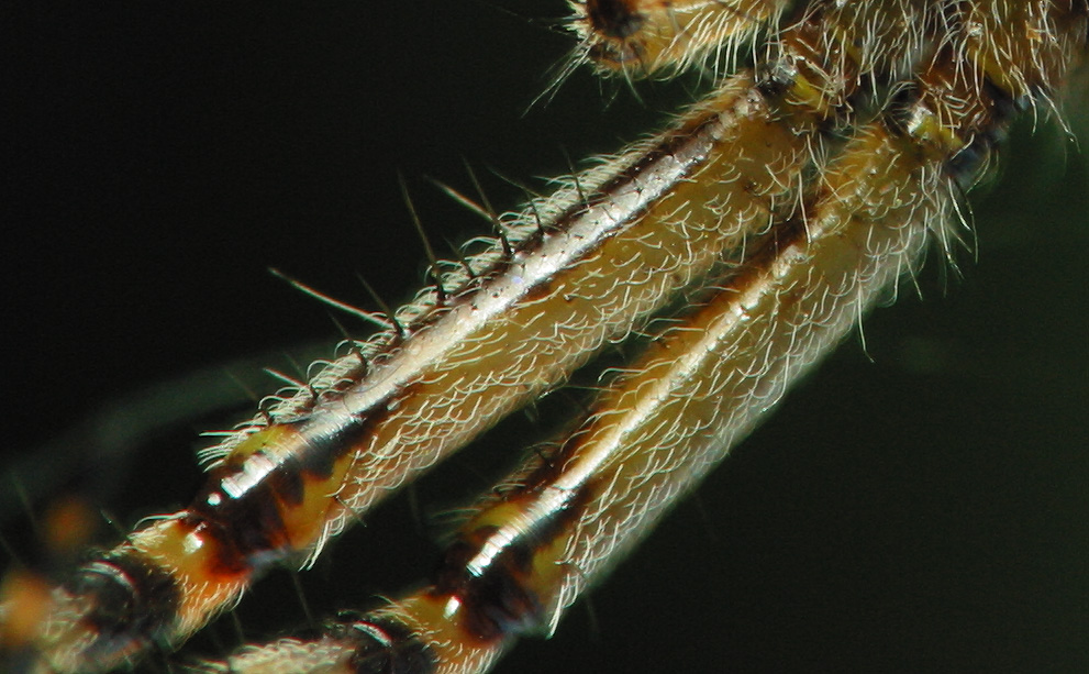 Araneidae-Aculepeira-ceropegia-female-2623.jpg