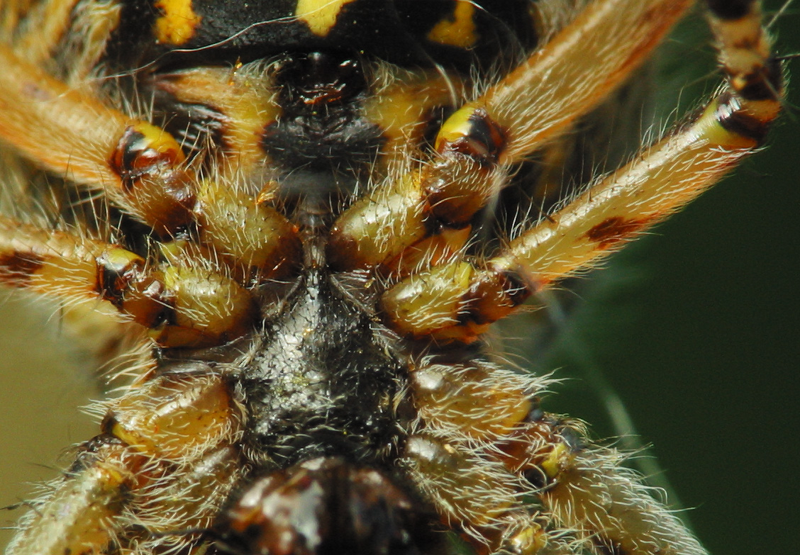 Araneidae-Aculepeira-ceropegia-female-2626.jpg