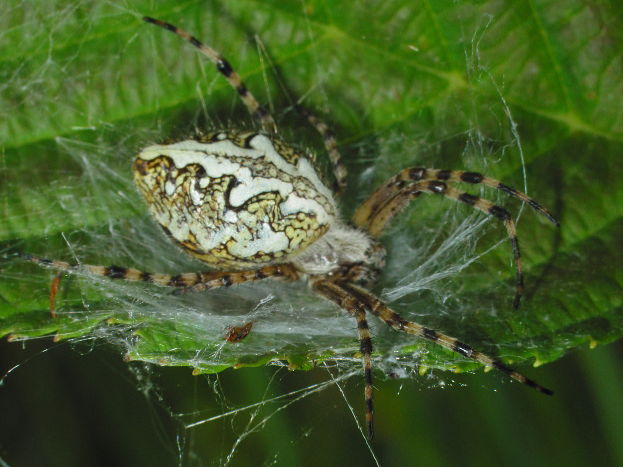 Araneidae-Aculepeira-ceropegia-female-2674.jpg